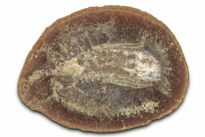 Pennsylvanian Worm Fossil - Mazon Creek #325921